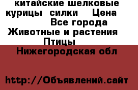китайские шелковые курицы (силки) › Цена ­ 2 500 - Все города Животные и растения » Птицы   . Нижегородская обл.